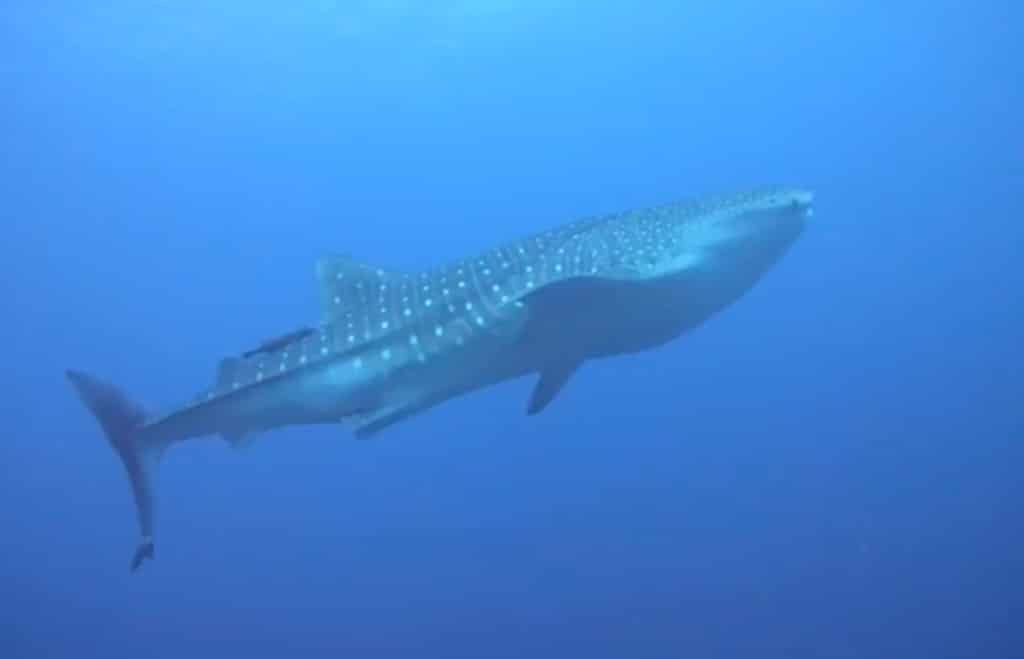 Whale shark diving Nusa Penida Bali